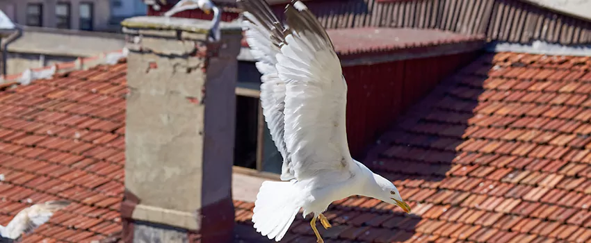 Residential Chimney Animal Removal Solution in Dumont, NJ