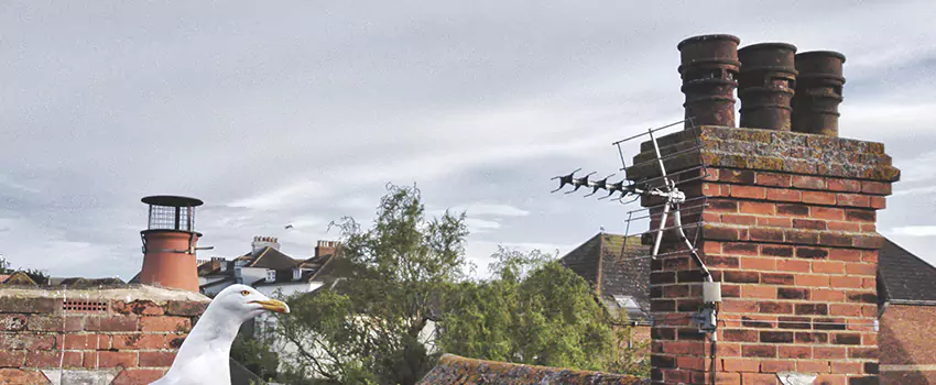 Chimney Cleaning And Restoration in Dumont, New Jersey